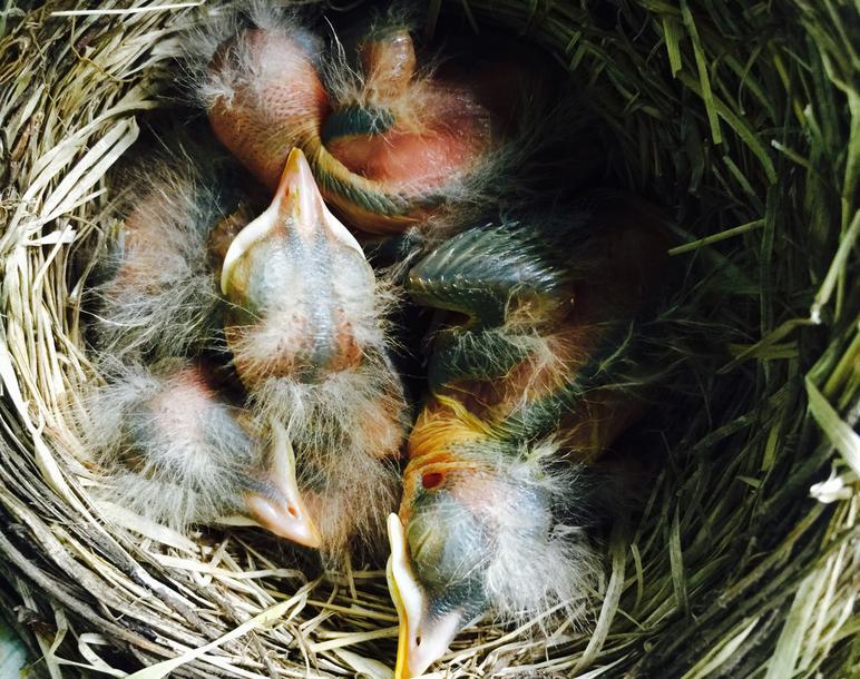 Baby Robins Growth Chart