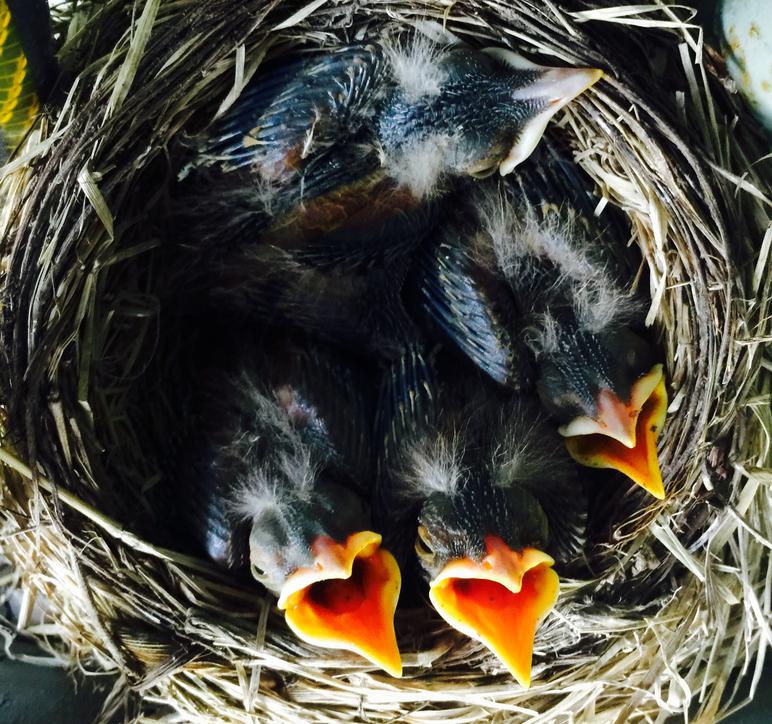 American Robin Nestling Chick Development Photos Of Baby Robins From American Robin Nestling Chick Development Photos Of Baby Robins From
