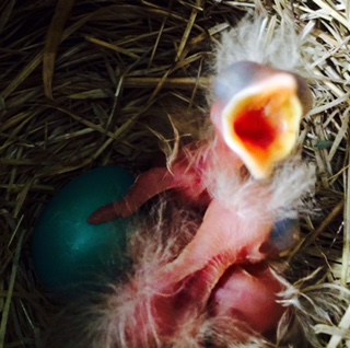 Three American robin hatchlings and one egg. See one nestling begging for food, pushing itself up with its stubby naked wings.