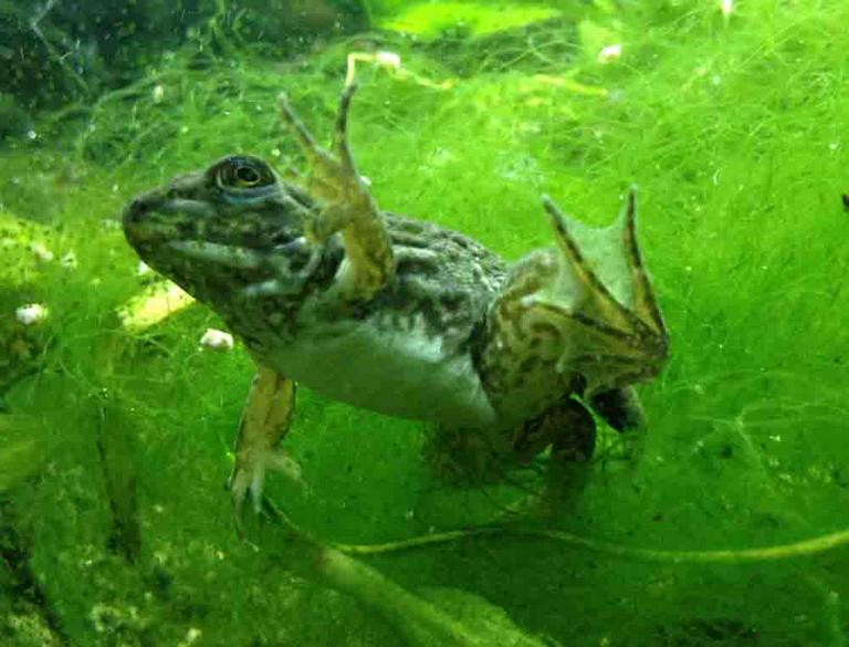 Bullfrog Metamorphosis: Development of Tadpoles into Frogs - Page 2