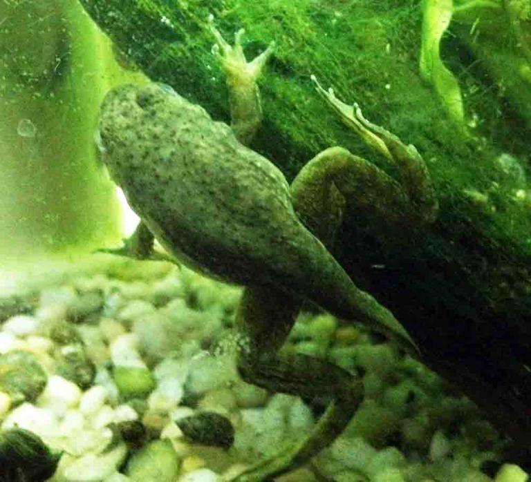 American Bullfrog Tadpole with Tail Nearly Gone