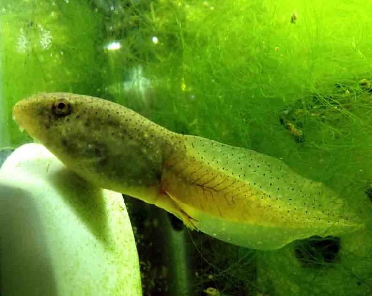 Bullfrog Tadpole With New Rear Legs