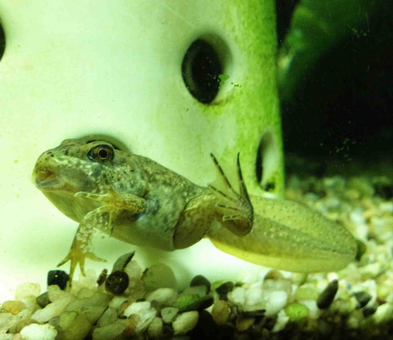 American Bullfrog Tadpole with Legs and Tail. Mouth Starting to Change Shape.
