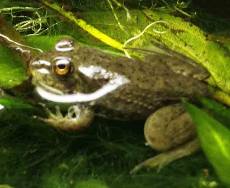 Bullfrog Froglet That Recently Metamorphosized from Tadpole