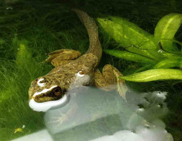 American Bullfrog Metamorphosis: Development of Tadpoles into Frogs