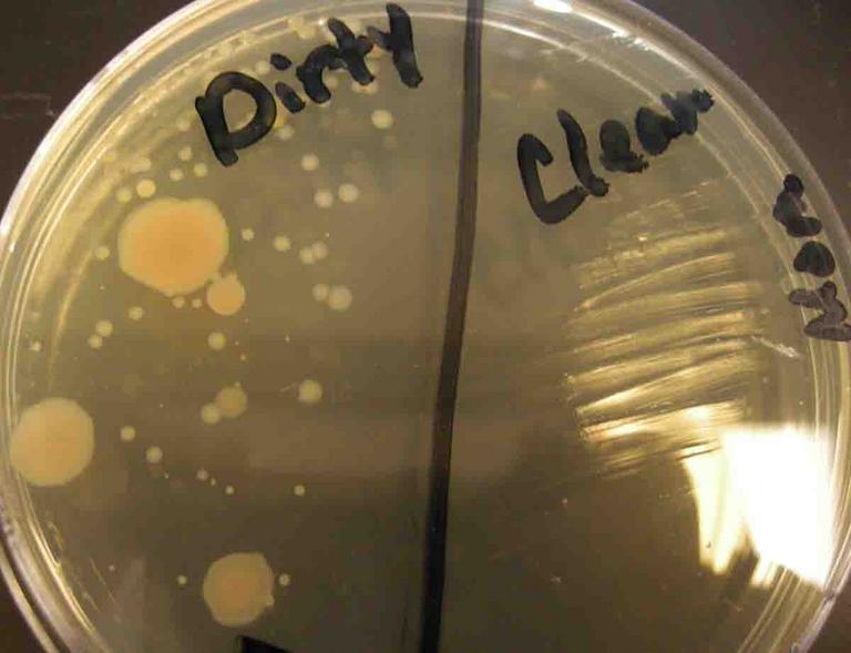 TSY Media Growing Bacterial Samples from a Dirty and a Clean Dishwasher