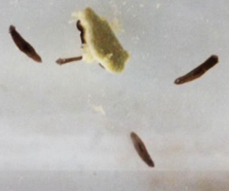 Planaria Eating Hard Boiled Egg