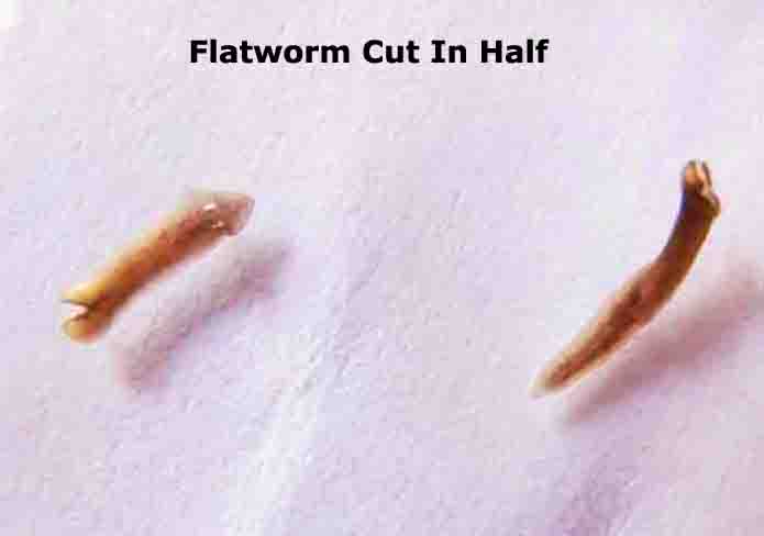 platyhelminthes planaria coelomikus üreg morfologia pinworm tojások