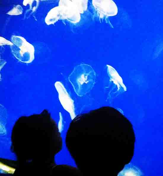 Kid's Watching Moon Jellies