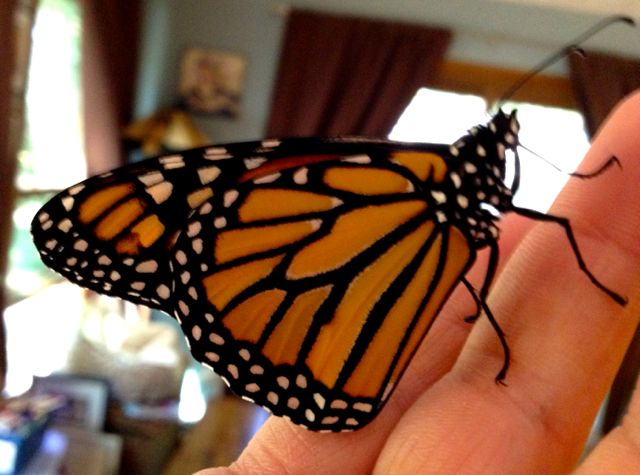 Monarch Butterfly newly emerged from cocoon.