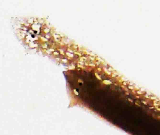 platyhelminthes planaria coelomikus üreg