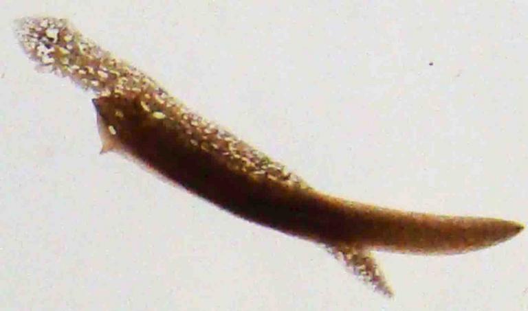 Dugesia a Type of Planarian Flatworm