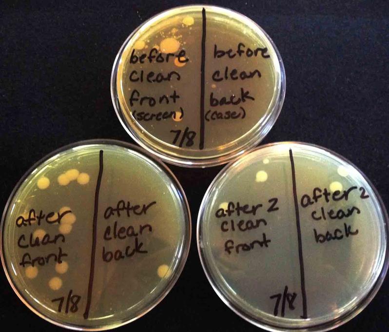 Three plates of TSY bacterial growth agar with samples taken from an iPhone. 1. Top plate is "before cleaning" sample, with front/screen sample on left side of plate and back/case sample on right.; 2. Lower left plate is "after first cleaning" with one disinfecting wipe, screen sample on left side of plate, case sample on right. 3. Lower right plate is the "after second cleaning" with another disinfectant wipe, screen sample on left, case sample on right.