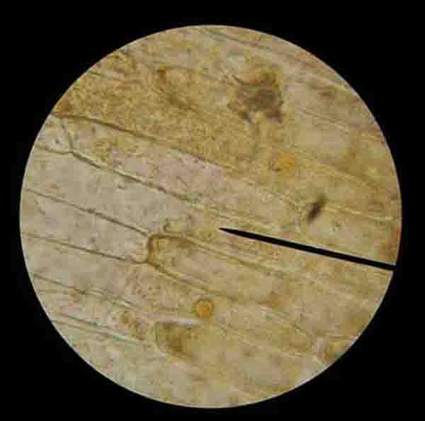 General Biology Microscopic Specimen Images & Photographs