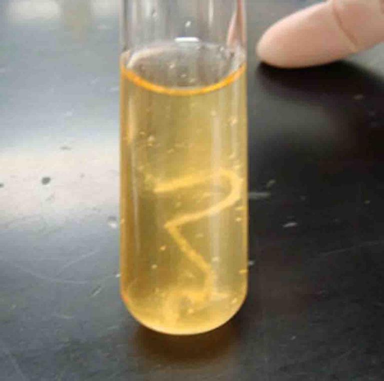 Liquid media clouded with bacterial growth.