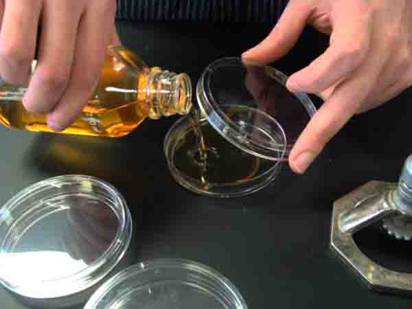 TSY agar being poured into Petri dish.