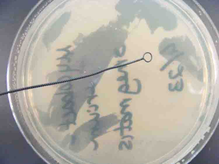 Inoculation loop shown with plate of sterile TSY agar