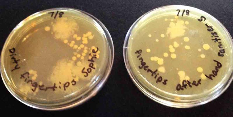 Touch plates of bacteria on fingertips: Left plate dirty hands, right plate after alcohol-based hand sanitizer.