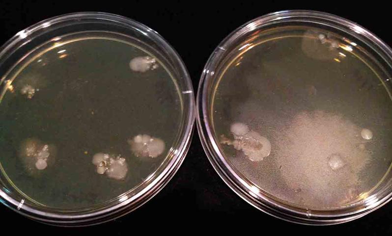 Touch plates of bacteria on fingertips: Left plate dirty hands, right plate after alcohol-based hand sanitizer.