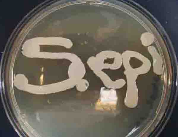 staphylococcus epidermidis streak plate