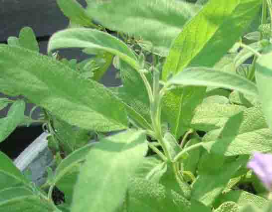 Common Sage, Salvia officinalis photo