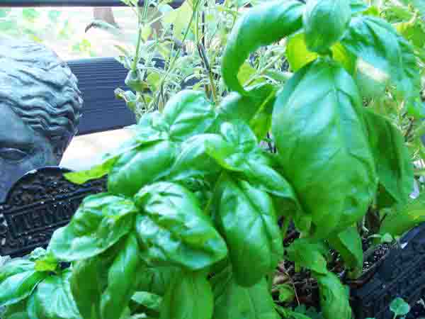 Sweet Basil, Ocimum basilicum