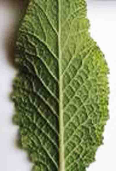Dicotyledon Plants: Free Science Images & Photographs