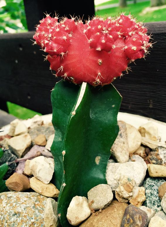 Moon cactus with red top.