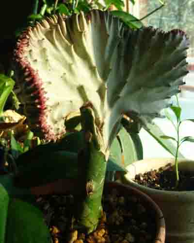 Coral Cactus: Euphorbia lactea Cristata
