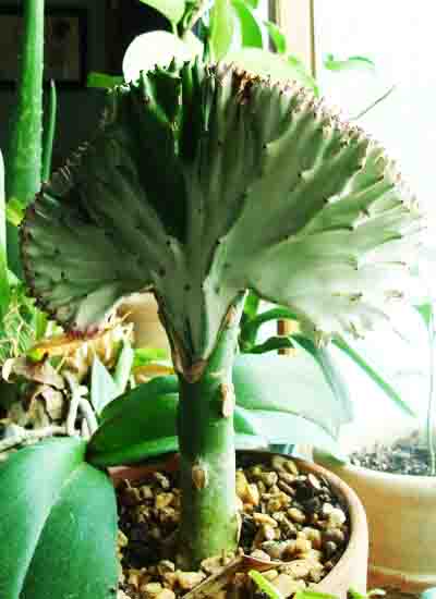 Coral Cactus Euphorbia lactea crest