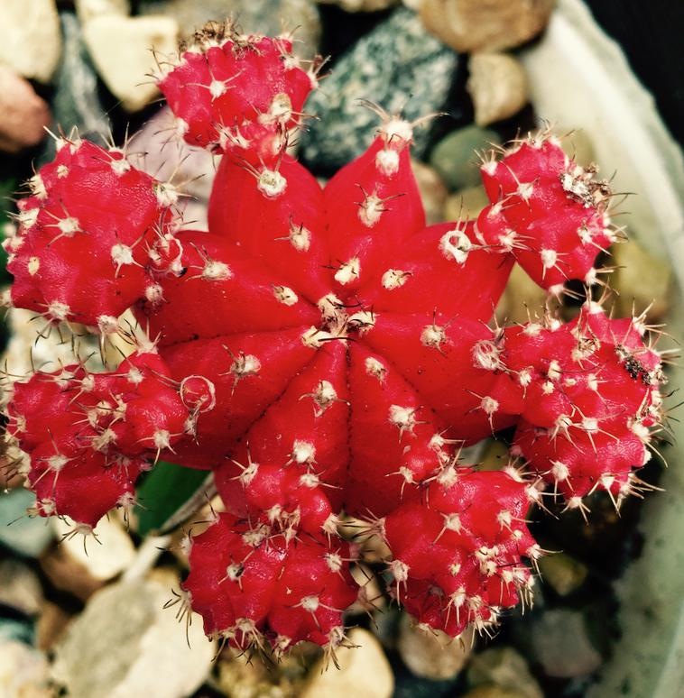 Red moon cactus top: Gymnocalycium mihanovichii friedrichii
