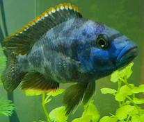 Nimbochromis livingstonii