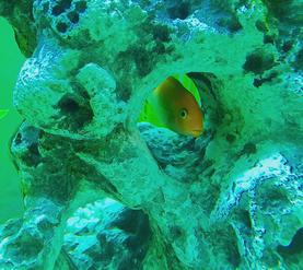 REd Zebra Cichlid Peeking Out of Hole in Rock