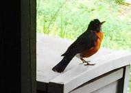 American robin female guarding her nest. 