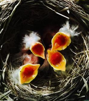 Baby Robins Growth Chart