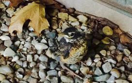 American robin chick that has just fledged (left nest).