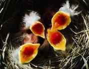 American robin nestling chicks, 2 days old, begging for food.