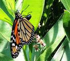 Monarch Butterfly newly emerged from cocoon.