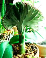 Eurphorbia lactea grafted on top of a Euphorbia neriifolia root stock.