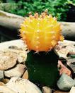 Yellow moon cactus: Gymnocalycium mihanovichii friedrichii