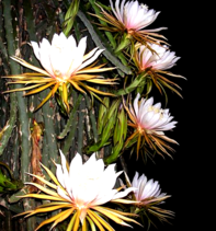 Hylocereus monacanthus cactus in bloom