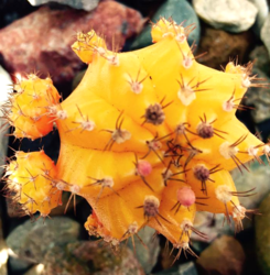 Top of Yellow Moon Cactus With Offsets