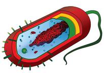  Prokaryotic Cell Illustration