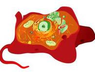  Eukaryotic Cell Illustration