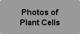 Photos of Plant Cells Button