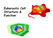 Eukaryotic Cell Structure & Function Lecture Main Page