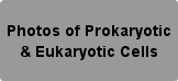 Photos of prokaryotic & Eukaryotic Cells Button