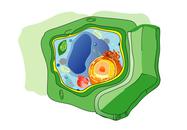 Drawing of a Plant Cell