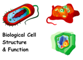 Biological Cells Structure & Function Lecture Main Page