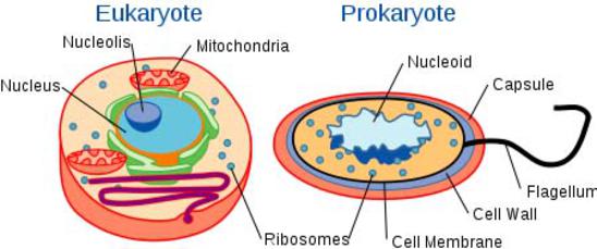 Labeled Illustration of Eukaryotic and Prokaryotic Biological Cells